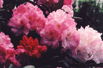 Jane Grant rhododendron1