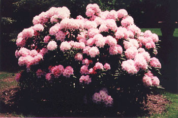Jane Grant rhododendron2