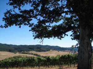 Pictured is Lorane Valley, Oregon—wine country.