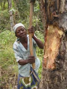 A traditional healer or “curandeiro” is pictured cutting bark from a medicinal tree with her hoe.